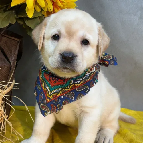 Labrador/ Filhotes com excelente saúde 