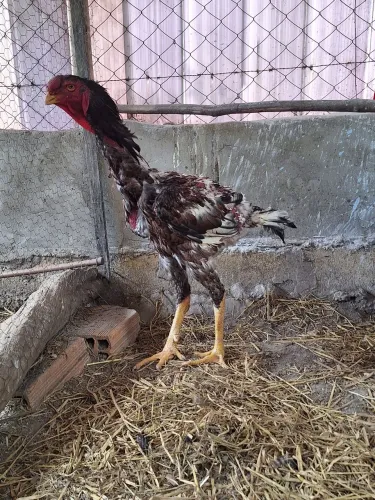 Indio gigante