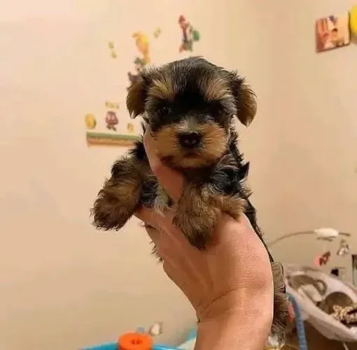 Yorkshire Terrier carinhoso