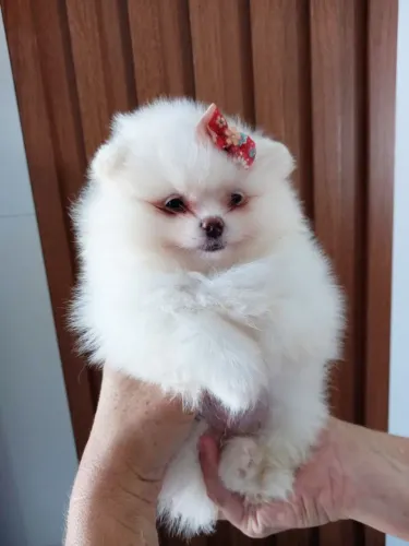 Cachorro Lulu da Pomerania com promoção especial válida só neste fim de semana