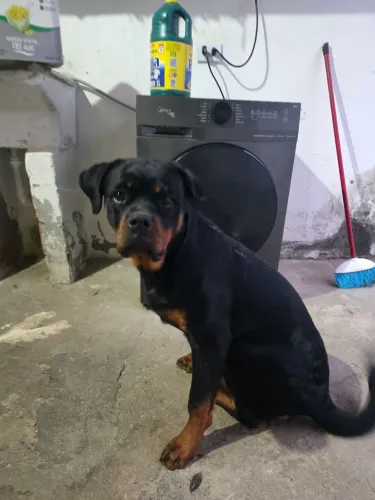 Rottweiler Filhote 