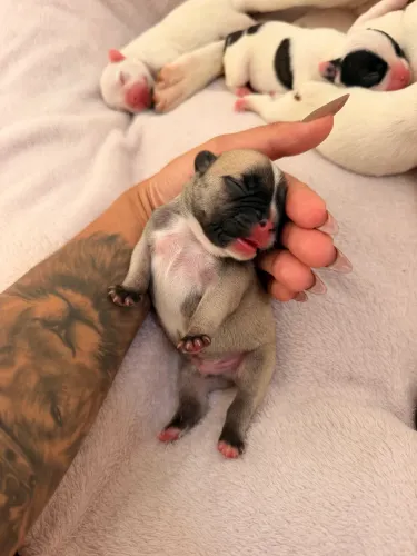 Buldogue Francês 