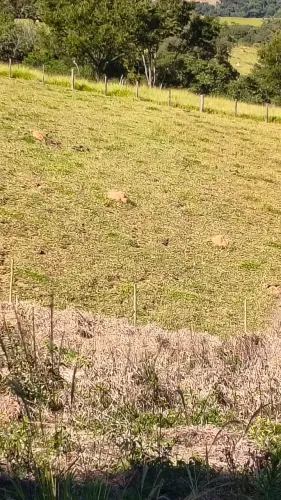 Vendo chácara 2.000 mts , só terra ,$ 69mil ,aceito carro ,piedade