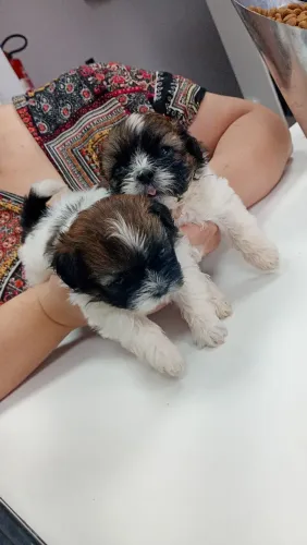 Filhotes de Shih Tzu macho, 400 reais em até 10 vezes no cartão. 