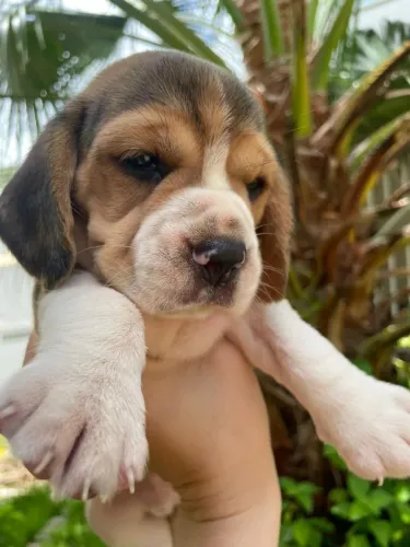 Filhote de Beagle o pequeno aventureiro que leva alegria para sua rotina 