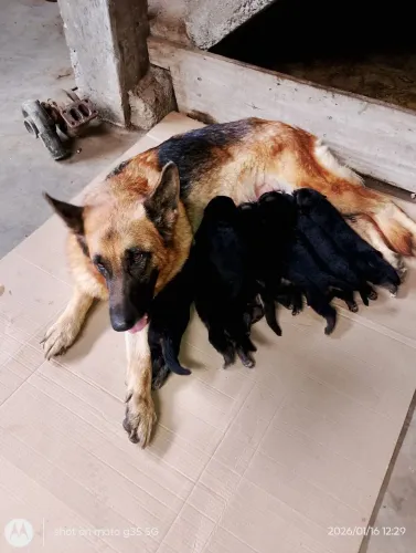 Vendo filhotes de pastor alemão puro 