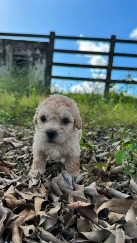 Filhotes de Poodle Disponíveis
