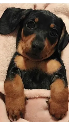 Dachshund Faz Companhia Ser Mais Especial