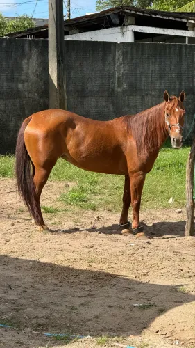 Égua disponível de esteira em João Pessoa