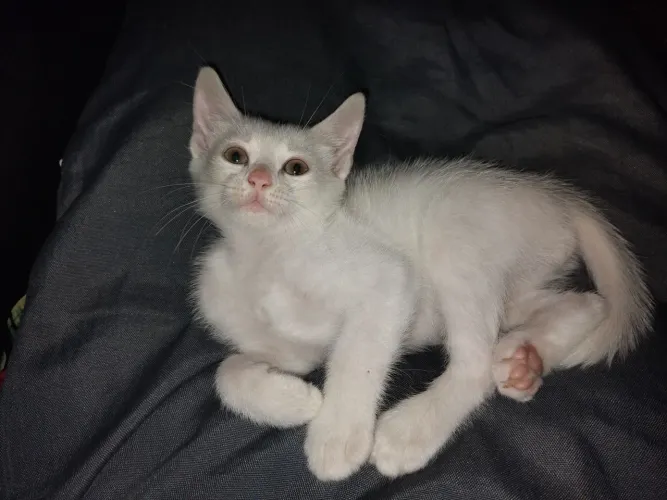 Gato macho adoção