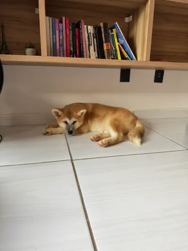 Akita Inu- filhote/fêmea 