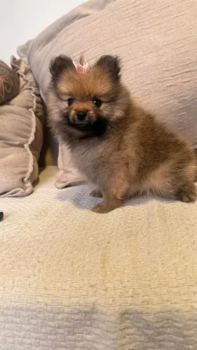 cachorro spitz alemão