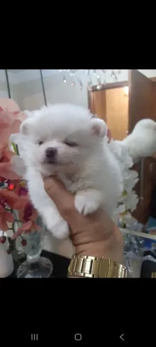 Filhotinhos de lulu da pomera ia anão 