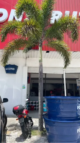 Vendo 4 palmeira rabo de raposa de 4 metros