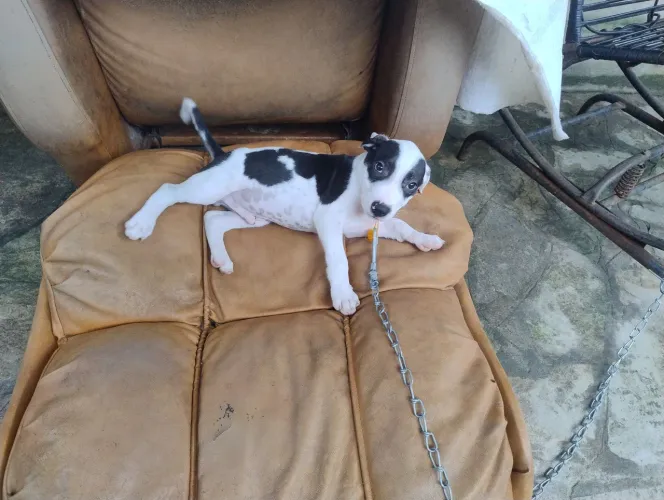 Cachorro Pitbull mistiço