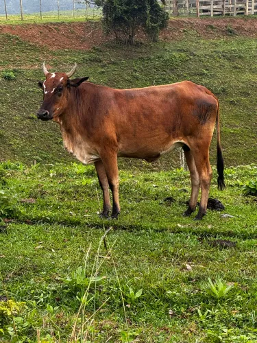 Vendo vaca prenha