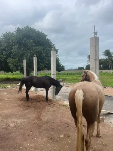 Cavalo loiro quarto de milha