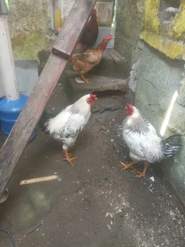 Vendo galo