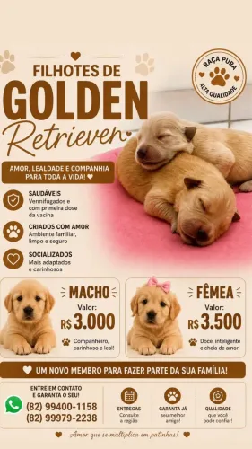 Golden Cachorro