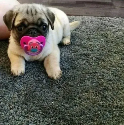Lindos filhotes de Pug puro disponível 