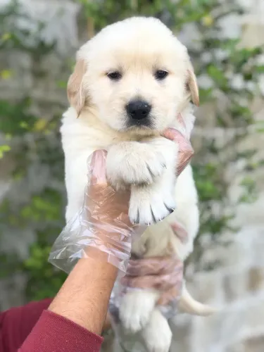 Golden Retriever | Um Filhote Especial Espera por Você