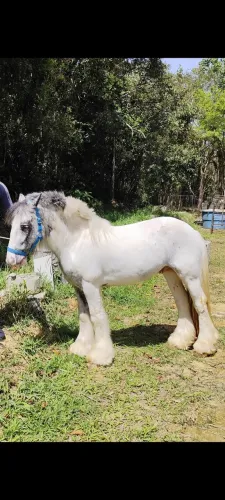 Cavalo Gypsy Vanner garanhão 