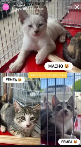 Adotem um Gatinho(a)