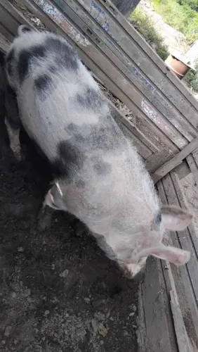 Porcos a venda