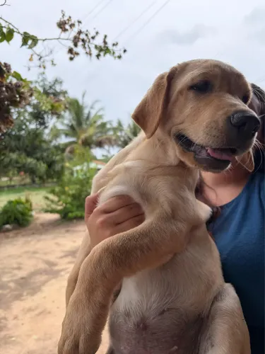 Filhotes de labrador disponíveis 