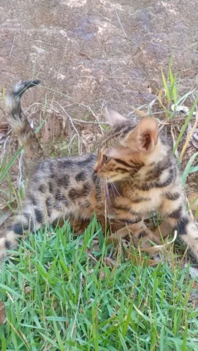 Gato bengal