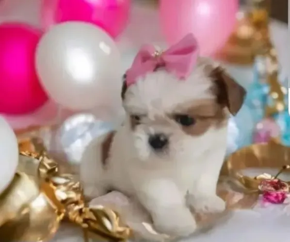Shih tzu Filhotes mini shih tzu tricolores em mega promoção