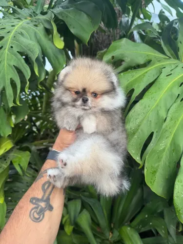 Spitz Alemão