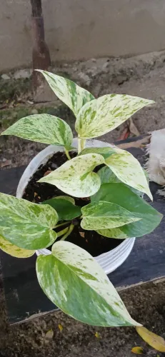Plantas jiboia outra qualidade