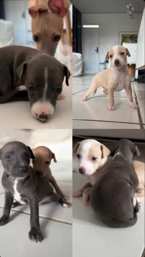 Filhotes de Galgo italiano