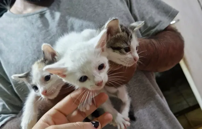 Gato