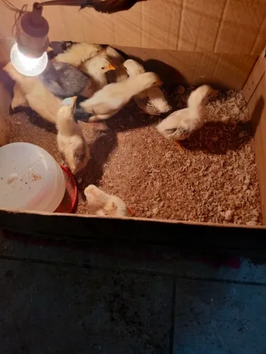Pintinhos caipira 