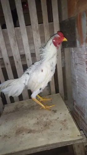 Frangos