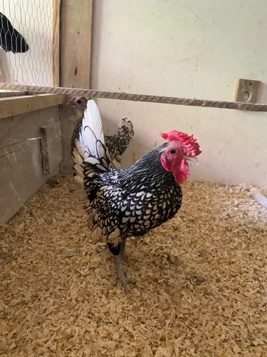 Galinha