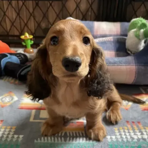 Filhotinhos dachshund/teckel/basset/salsicha/cofap pelagem densa