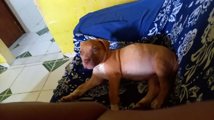 Filhote de pit monster de 5 mês