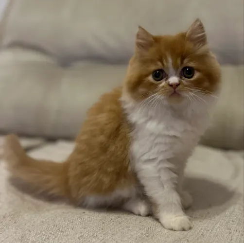 Gata persa fêmea 