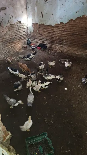 Patos para vender