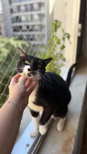 Gato frajola macho 1 ano castrado