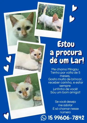 GATO PARA ADOÇÃO * DOA SE