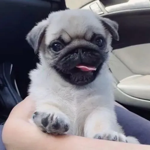 Filhotes de Pug | Amor que aparece nos detalhes.