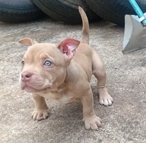 American Bully micro neta do cangaceiro