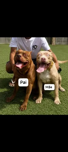 Filhote de Pit monster