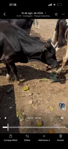 Vendo gado! 2 macho e 4 fêmea.