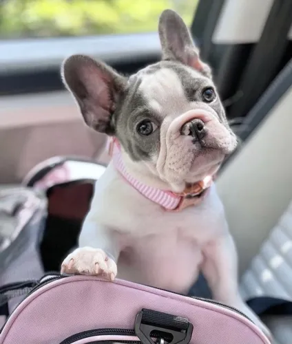 Bulldogue Francês - Uma Fofura Que Vai Surpreender Você 