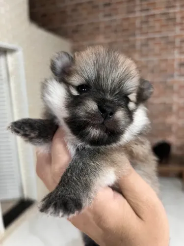 Spitz alemão